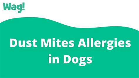 Can Dust Mites Cause Itching In Dogs
