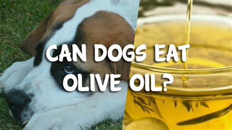 Can Dogs Eat Olive Oil Pet Consider