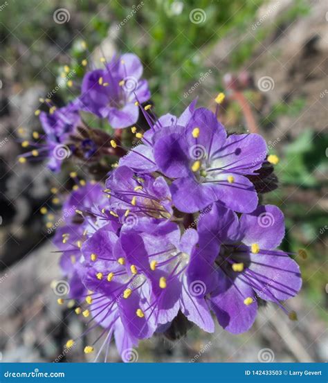 Purple Phacelia Brings Color To The Desert Stock Image Image Of