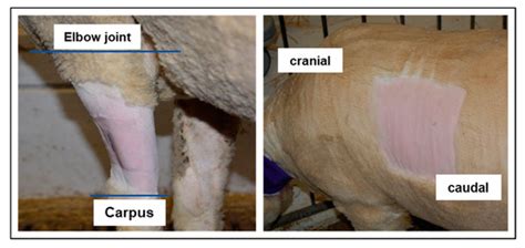 Animals Special Issue Refinements To Animal Models For Biomedical
