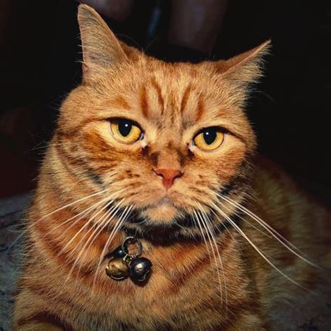 Cats and christmas trees are a great combination—provided they're a respectful distance from each other. How to Keep Your Cat Out and Away from the Christmas Tree ...