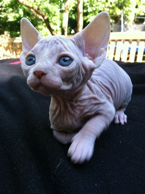 Sphynx Baby Cute Animals Cats Baby Cats