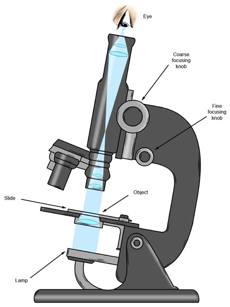 Describe How Convex Lenses Are Used In Microscopes Minakruwsharp