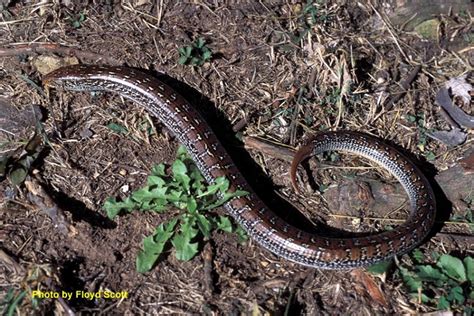 Slender Glass Lizard State Of Tennessee Wildlife Resources Agency