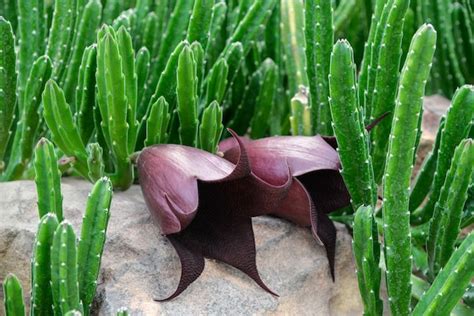 cactus de flor de estrella de mar o stapelia gigantea foto premium