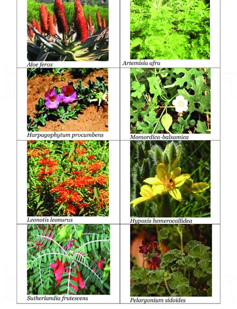 Commonly Used And Mentioned Medicinal Plants Used As African