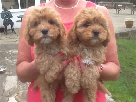 Looking at the size of the parents, especially the mother, can give you a good idea of what to expect when it comes to size. Cavapoo puppies for sale | Ashbourne, Derbyshire | Pets4Homes