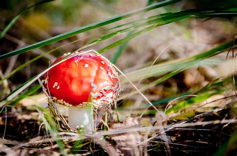 Free Download Hd Wallpaper Fly Agaric Mushroom Fly Agaric Red
