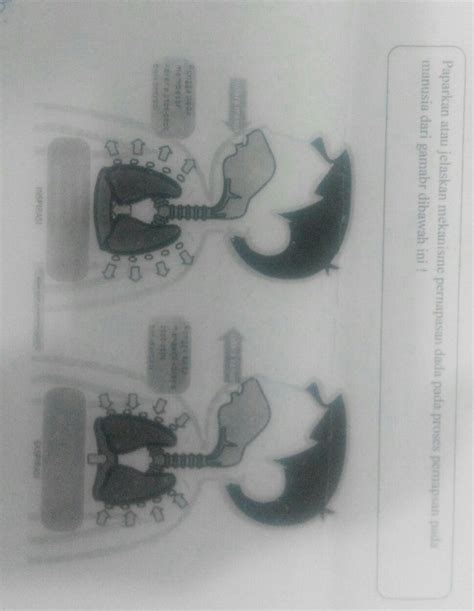 Untuk lebih jelasnya, proses bernapas diawali dengan oksigen yang dibawa ke tubuh melalui udara yang dihirup ke dalam dan diangkut ke seluruh bagian mekanisme pernapasan pada manusia ada 2 yaitu pernafasan dada dan pernafasan perut namun di artikel ini kami lebih menjelaskan pada organ. Jelaskan Mekanisme Pernapasan Dada Pada Manusia