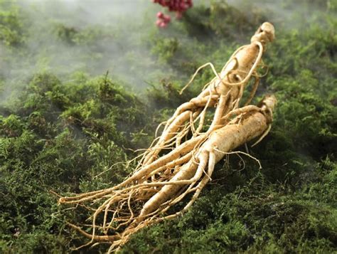 traditionalkorea: How much do you know about Korean Ginseng and Red ...