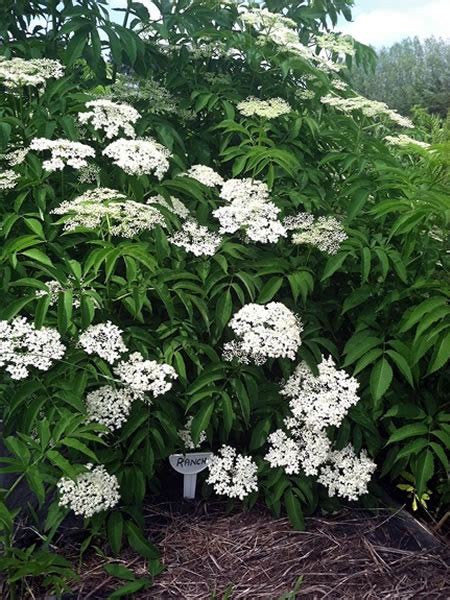 Elder Lore Midwest Elderberry Cooperative