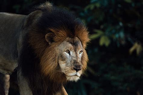 Lion Animal Predator King Of Beasts Mane Brown Hd Wallpaper Peakpx