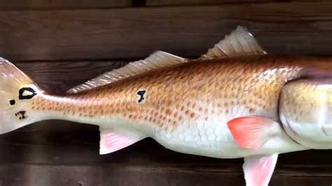 43 Bull Redfish Replica By Anglers Choice Fish Mounts Youtube