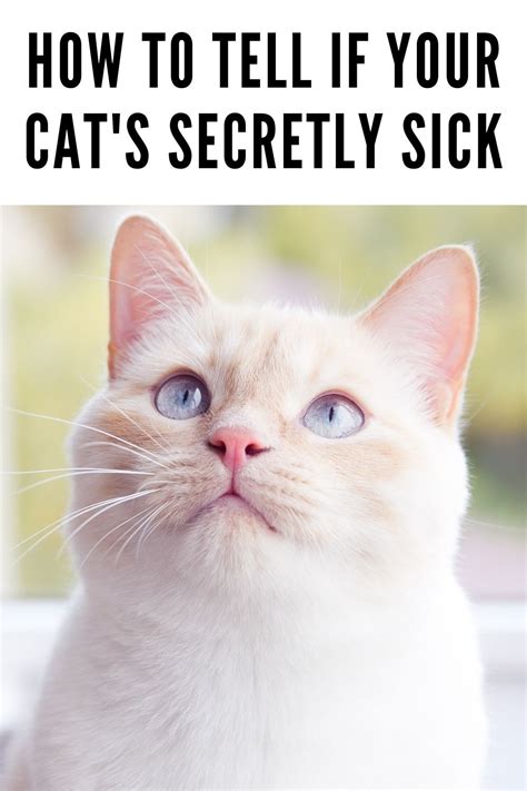 How To Tell If Your Cats Secretly Sick Cats Cat Health Cat Care