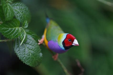 Gouldian Finch In 2020 Australian Native Birds Australian Birds
