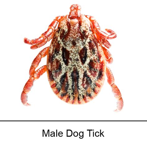 Male dog ticks have tiny pits scattered over the back. Ticks — Middlesex-London Health Unit