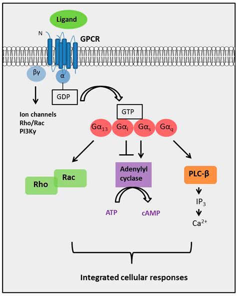 Ijms Free Full Text G Protein Coupled Receptor Signaling In Stem