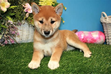 Shiba Inu Puppies For Sale Long Island Puppies
