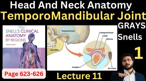 Temporomandibular Joint Tmj Head And Neck Anatomy