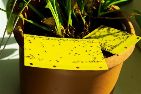 Control Fungus Gnats With Cinnamon How To Effectively Suppress Fungus