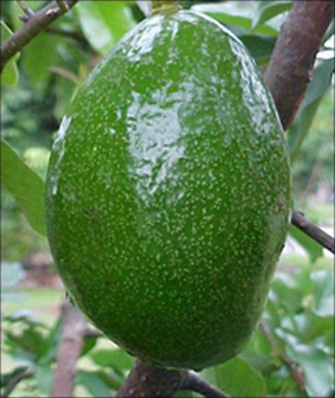 Benih pokok avocado pada 16/12/16. Anim Agro Technology: AVOCADO