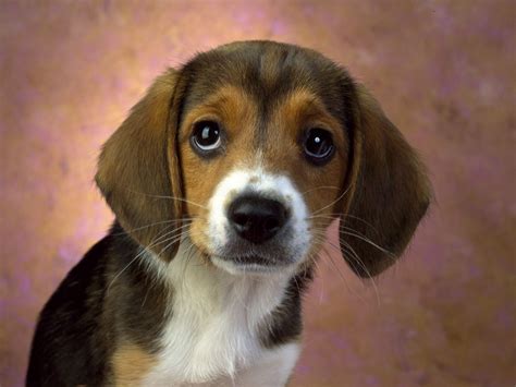 Dedicated on giving free download full gog version games where you can easily install to your pc. Beagle Stud Dogs - Dream Dogs