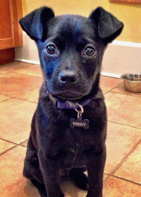 Here are some reviews that can. Teddy the Australian Shepherd/French Bulldog Mixed Breed ...