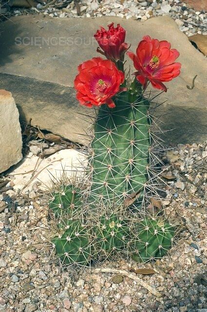 Photograph Arizona Hedgehog Cactus Science Source Images