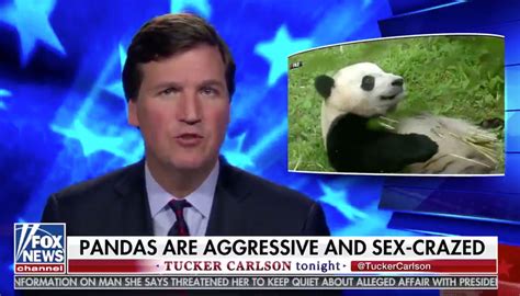 Fox News Tucker Carlson Reports On Sex Crazed Pandas See Funny Reactions