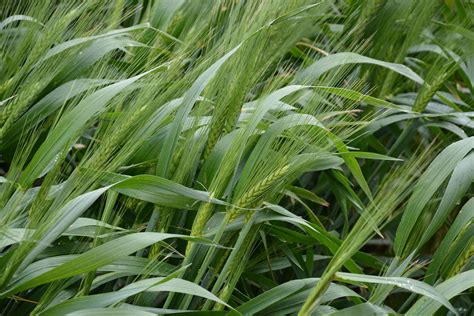 Crown Rot Resistance In Durums S514 Sagit