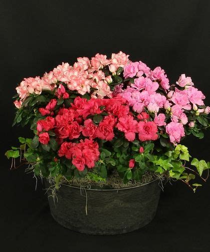 Maybe you would like to learn more about one of these? Gainan's Flowers & Garden Center | Azaleas garden, Same ...