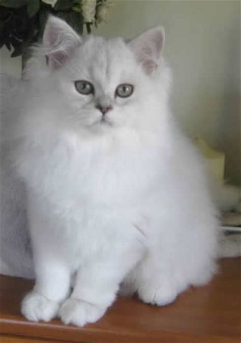 breed comparisons burmilla longhair world cat congress