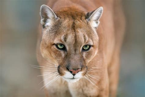 Hero Mom Pries Open Cougars Mouth With Bare Hands Rescuing 7 Year Old Son