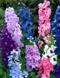Birth month flowers and their meanings are each designated to a special month. Birth Flowers Guide. July - Russian Flora Blog | Russian ...