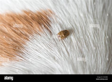 Tick On A Dog Skin Stock Photo Alamy