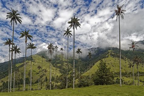 Bosques De Colombia ¿cuáles Son Los Más Atractivos