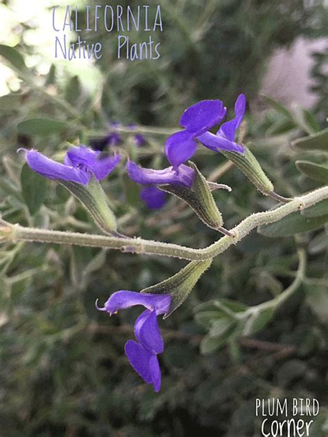 Electric Blue Sage A Drought Tolerant Plant Plum Bird Corner