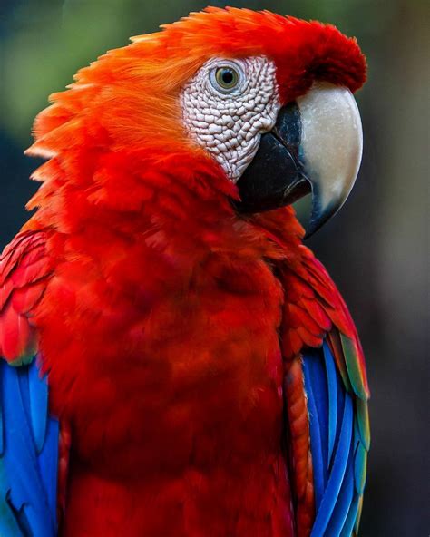 Discovering The Fascinating World Of Parrots 14 Surprising Facts