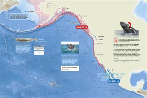 Grey Whale Migration Felt Map Gallery