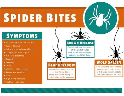 Black widow spider bite symptoms can be used to diagnose these bites and include:﻿﻿ fang marks (tiny twin holes): Black Widow Spider Bite: What Does It Look Like?