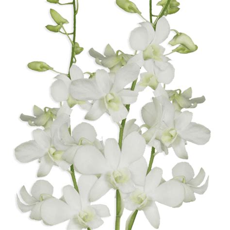 20 Big White Dendrobium Orchid Flowers Beautiful Fresh Cut Flowers