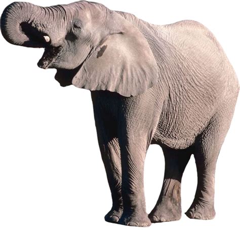 Elephant Png