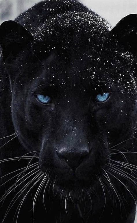 Blue Eyes Black Panther Eyes Hd Phone Wallpaper Pxfuel