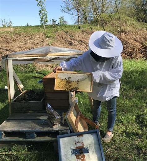 Tips For Beginner Bee Keepers Redwood Creek Farms