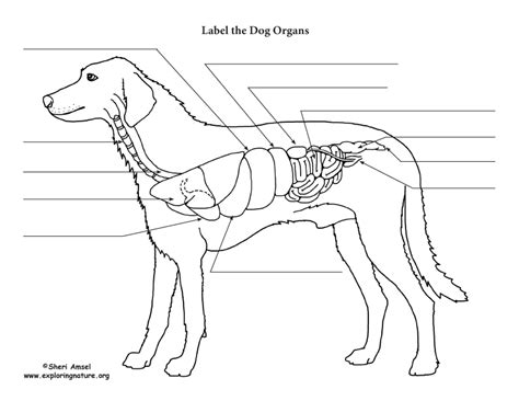 Dog Anatomy Thoracic And Abdominal Organs