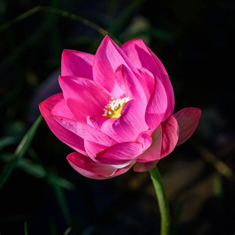 Pink haired woman anime character with wings wallpaper, anime girls. Download wallpaper 2780x2780 lotus, flower, pink, petals ...