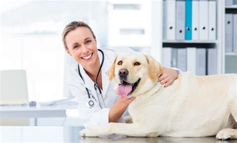 It typically comes with an added monthly cost. Comprehensive Pet Insurance Coverage | Find The Best Plan For Your Pet
