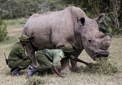Pics How Sudan The Planets Last Male Northern White Rhino Lived And
