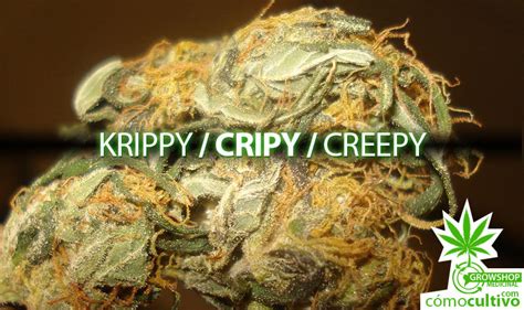 ¿qué Es Realmente El Cripy Krippy Creepy Có