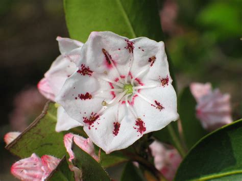 The State Flower Of Connecticut Mountain Laurel